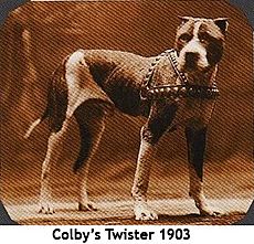 Archivo:Colby's Twister won for Colby on November 19, 1906, when he defeated Parson's Jim Big Boy in 42 min. at Boxford, Mass