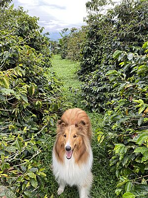 Archivo:Collie de pelo largo