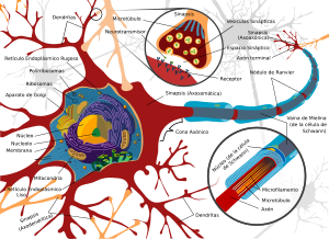 Archivo:Complete neuron cell diagram es