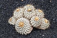 Archivo:Copiapoa cinerea purpurea 01