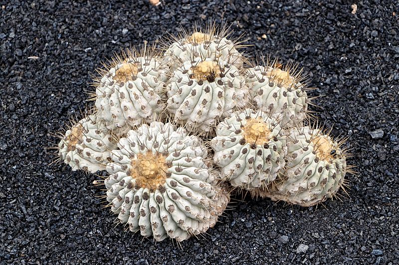 Copiapoa cinerea purpurea 01