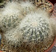 Copiapoa krainziana 1.jpg