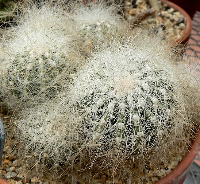 Copiapoa krainziana 1