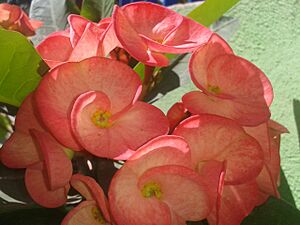Archivo:Corona de Cristo "Euphorbia milii"
