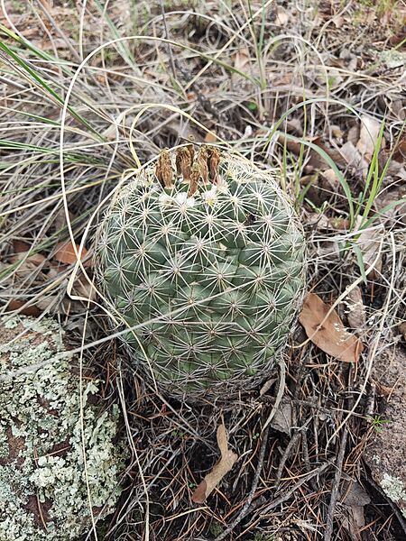 Coryphantha compacta 3