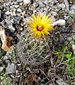 Coryphantha sulcata, Dana Peak Park, Bell County, Texas 1
