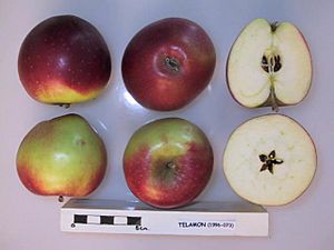 Archivo:Cross section of Telamon, National Fruit Collection (acc. 1996-073)