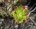 Cylindropuntia californica flower 3