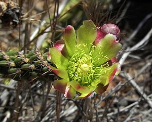Archivo:Cylindropuntia californica flower 3