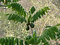 Cyrtocarpa procera fruit at the 2010 season
