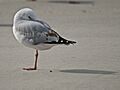 DSC 0139 (10740891465)
