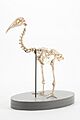 Diaphorapteryx hawkinsi (AM LB572) 601694