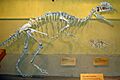 Dilophosaurus skeleton RTMoP