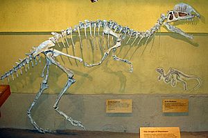 Archivo:Dilophosaurus skeleton RTMoP