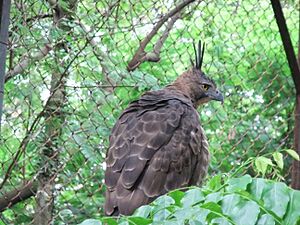Archivo:Elang Jawa Spizaetus bartelsi Bandung Zoo 2
