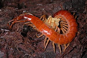 Archivo:Female centipede with eggs
