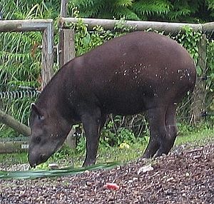 Archivo:Flachlandtapir