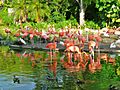 Flamingos Miami MetroZoo