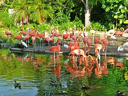 Flamingos Miami MetroZoo.jpg