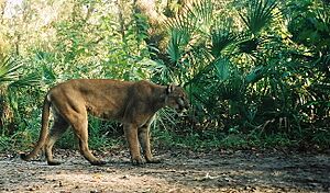 Archivo:Florida panther (7013874693)