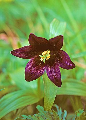 Archivo:Fritillaria camschatcensis - Chocolate Lily