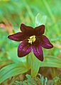 Fritillaria camschatcensis - Chocolate Lily