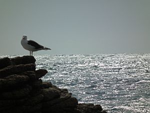 Archivo:Gaviota austral (Leucophaeus scoresbii) en El Quisco