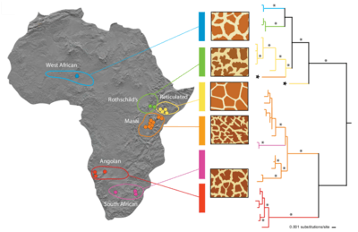 Archivo:Genetic subdivision in the giraffe based on mitochondrial DNA sequences