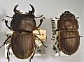 Geodorcus philpotti