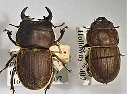 Geodorcus philpotti.jpg
