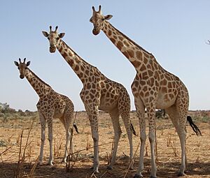 Archivo:Girafeskoure