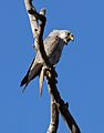 Grey Falcon (1) - Christopher Watson