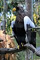 Haliaeetus pelagicus -San Diego Zoo -aviary-8d