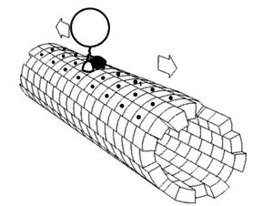 Archivo:Kinesin walking