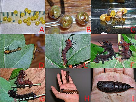 Archivo:Larval development- Imperial moth