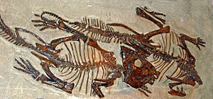 Archivo:Leptoceratopsidae - Leptoceratops