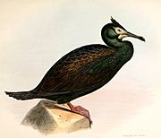 Archivo:Leucocarbo chalconotus Hullmandel