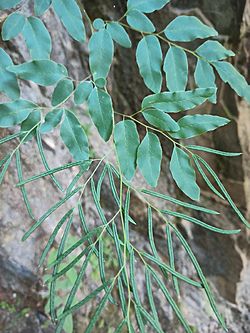 Llavea cordifolia.jpg