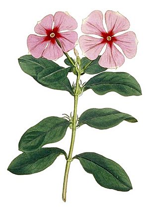 Archivo:Madagascar periwinkle (Curtis)-cropped