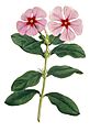 Madagascar periwinkle (Curtis)-cropped