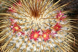 Mammillaria dixanthocentron pm 03.JPG