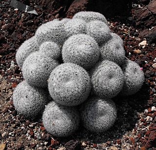 Mammillariageminispina.jpg
