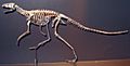 Marasuchus