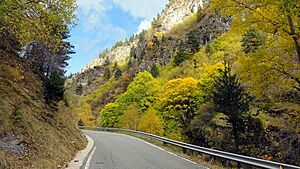 Archivo:Mazar forest