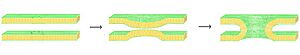 Archivo:Membrane fusion via stalk formation