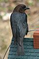 Molothrus ater (male)-2