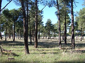 Archivo:Moraleja de las Panadera pinares ni