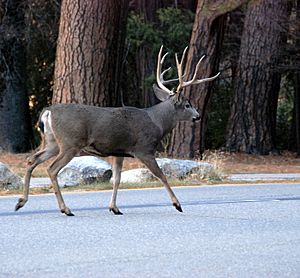 Archivo:Mule deer in Yosemite Valley