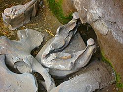 Archivo:Museo paleontologico de Tocuila-mandibula