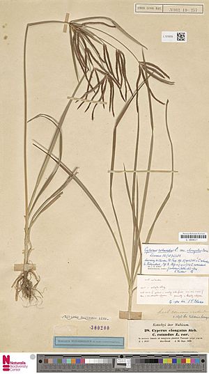 Archivo:Naturalis Biodiversity Center - L.1378255 - Cyperus rotundus L. subsp. rotundus - Cyperaceae - Plant type specimen